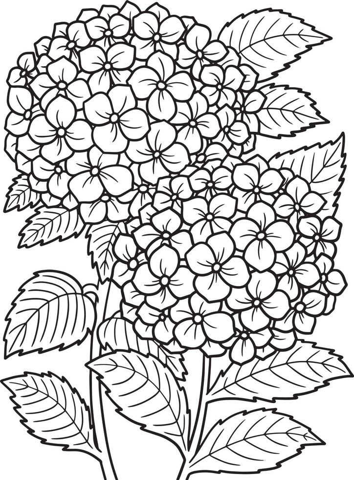 flor de hortênsia para colorir para adultos vetor
