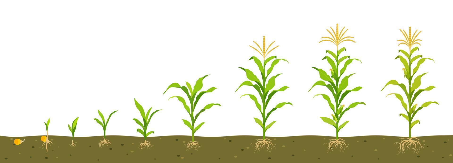 ciclo de crescimento do milho no solo. germinação de sementes, formação de raízes, brotos com folhas e fase de colheita. vetor