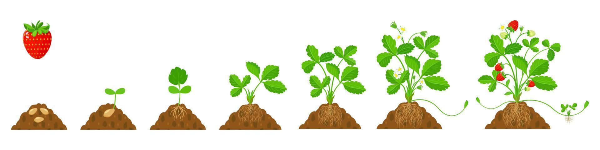 cultivo de morangos no solo com sistema radicular em estágios. ilustração plana do ciclo de crescimento da cultura. vetor