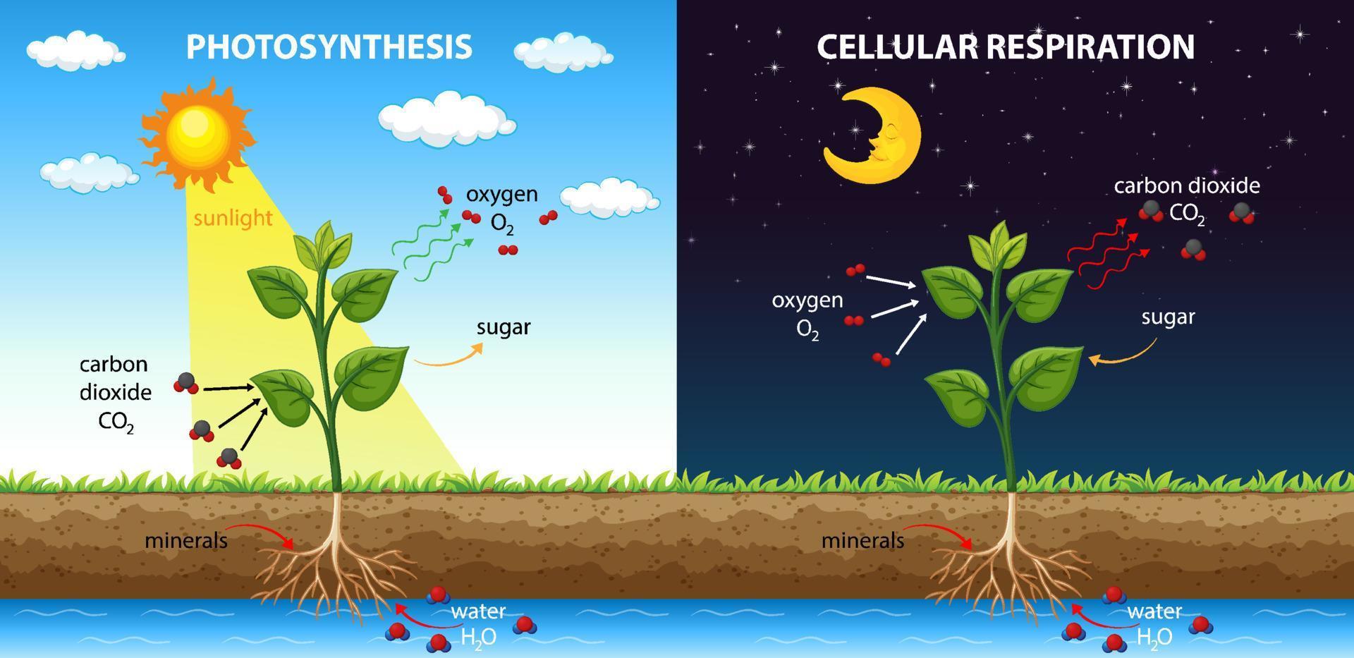 diagrama mostrando a respiração celular e fotossíntese vetor
