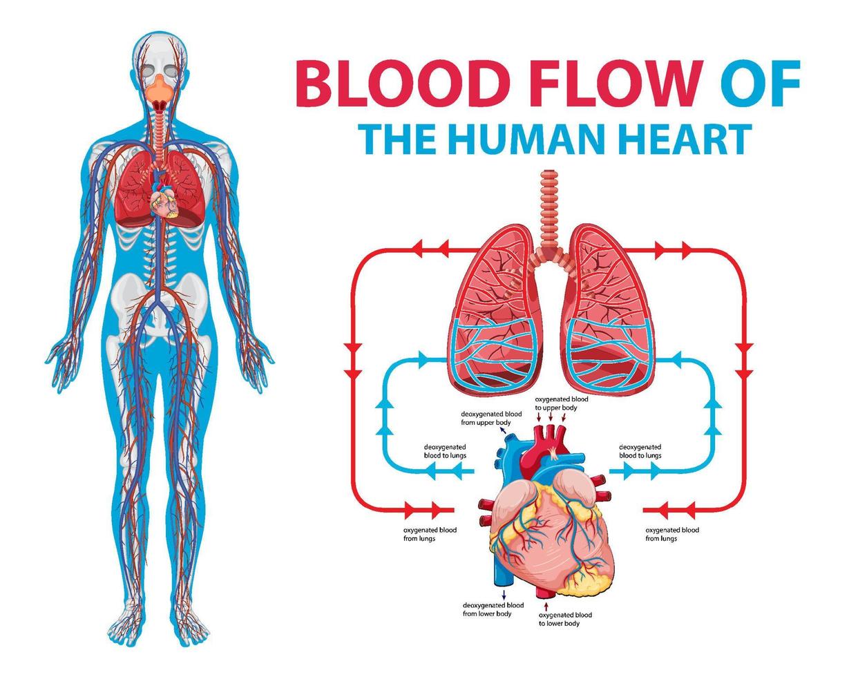 diagrama mostrando o fluxo sanguíneo em humanos vetor