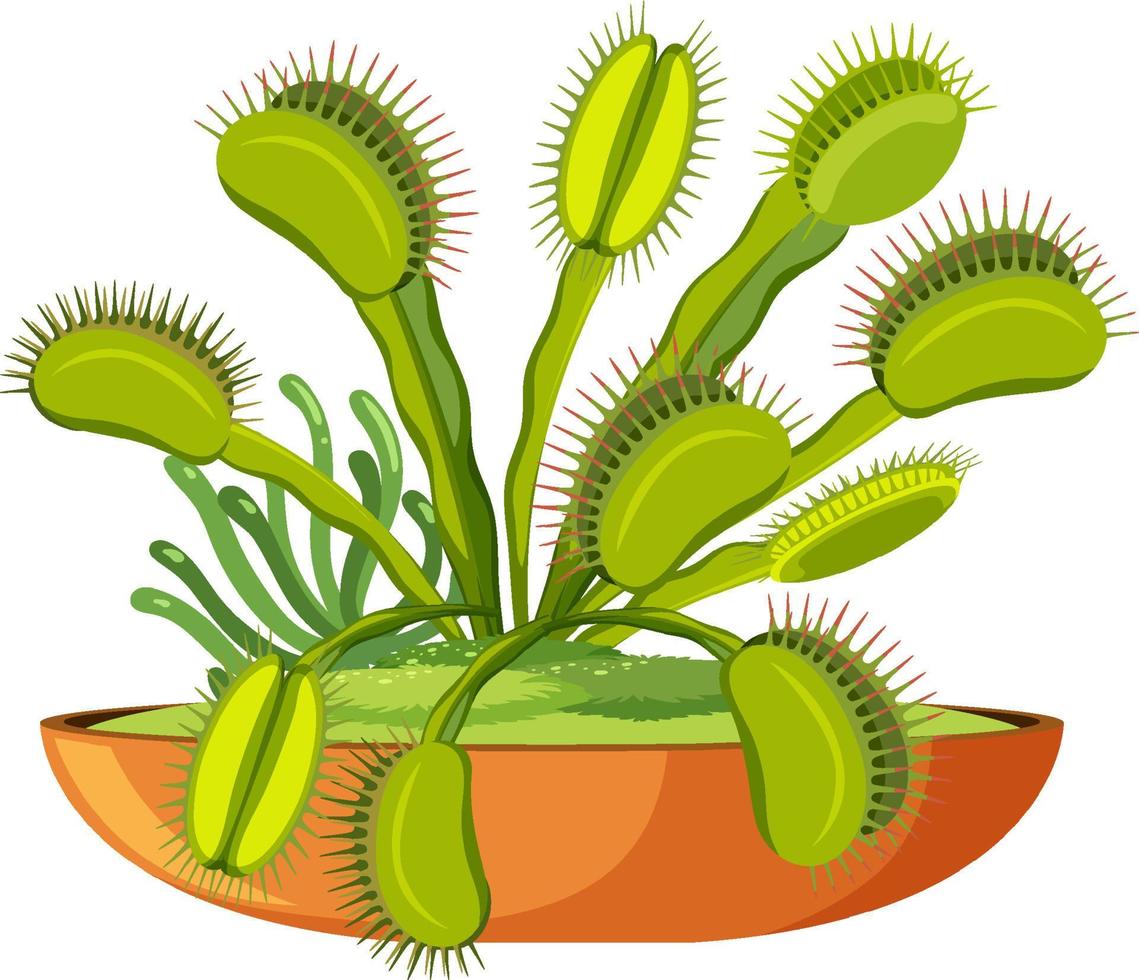 planta carnívora de venus flytrap e inseto vetor