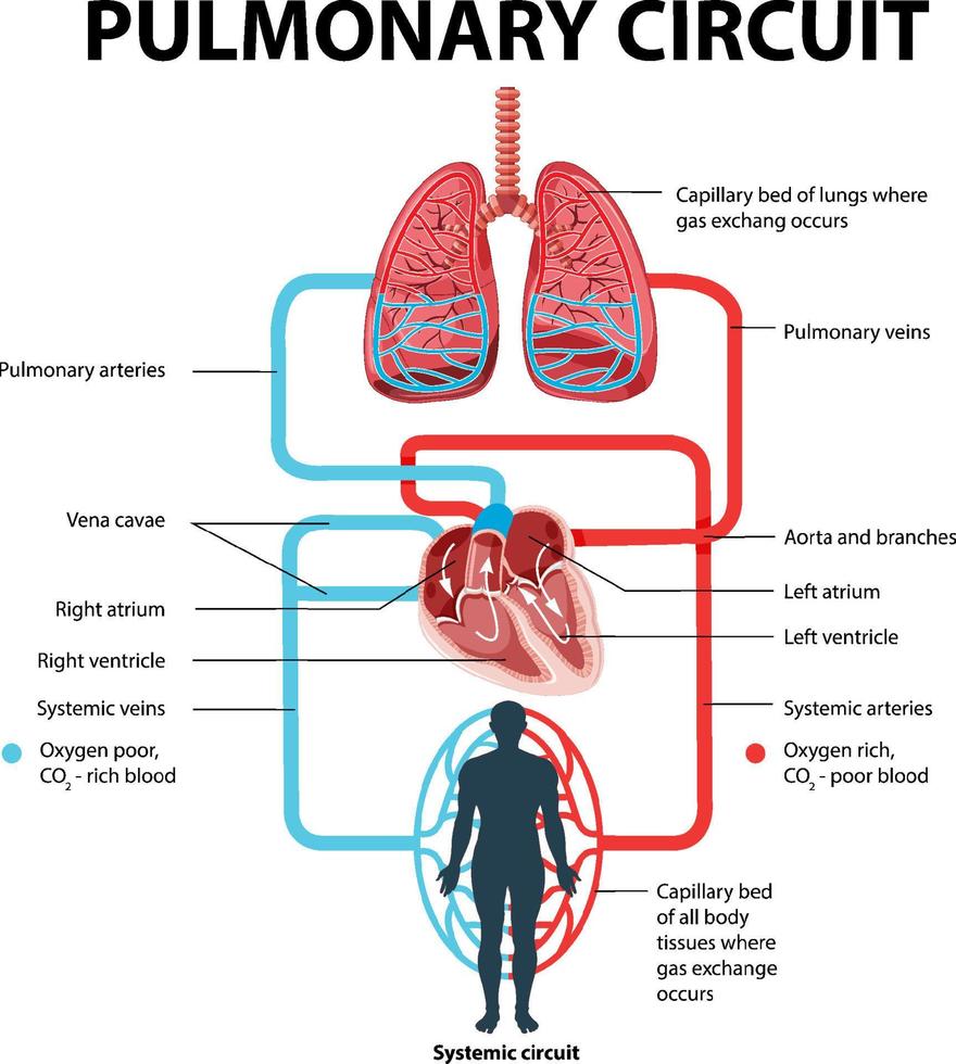 diagrama mostrando o circuito pulmonar vetor