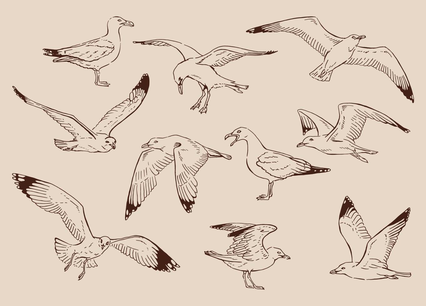 esboço de gaivotas voando. mão desenhada ilustração convertida em vetor. vetor