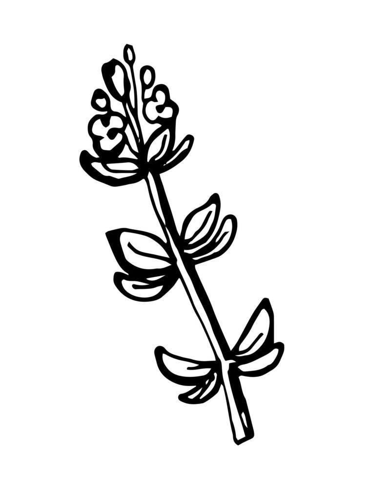 bando de mão desenhada de ramos de tomilho isolados no fundo branco. vetor