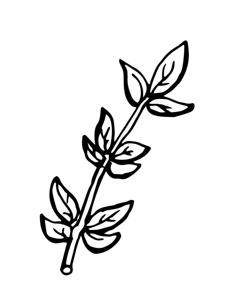bando de mão desenhada de ramos de tomilho isolados no fundo branco. vetor
