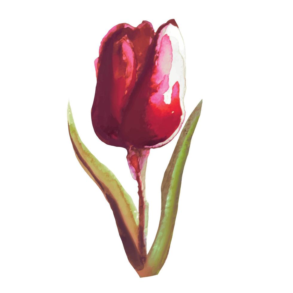 ilustração de flor de tulipa vermelha florescendo vetor