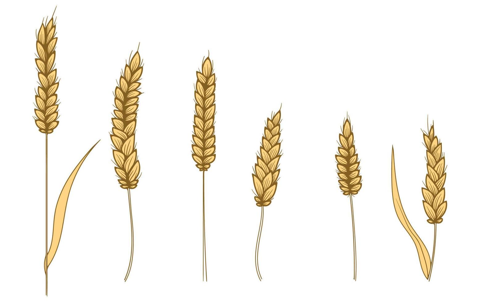 vector mão desenhada silhueta amarela de conjunto de espigas de trigo. ilustração de cevada em estilo vintage. grão de trigo, grânulo, kernel, aveia.