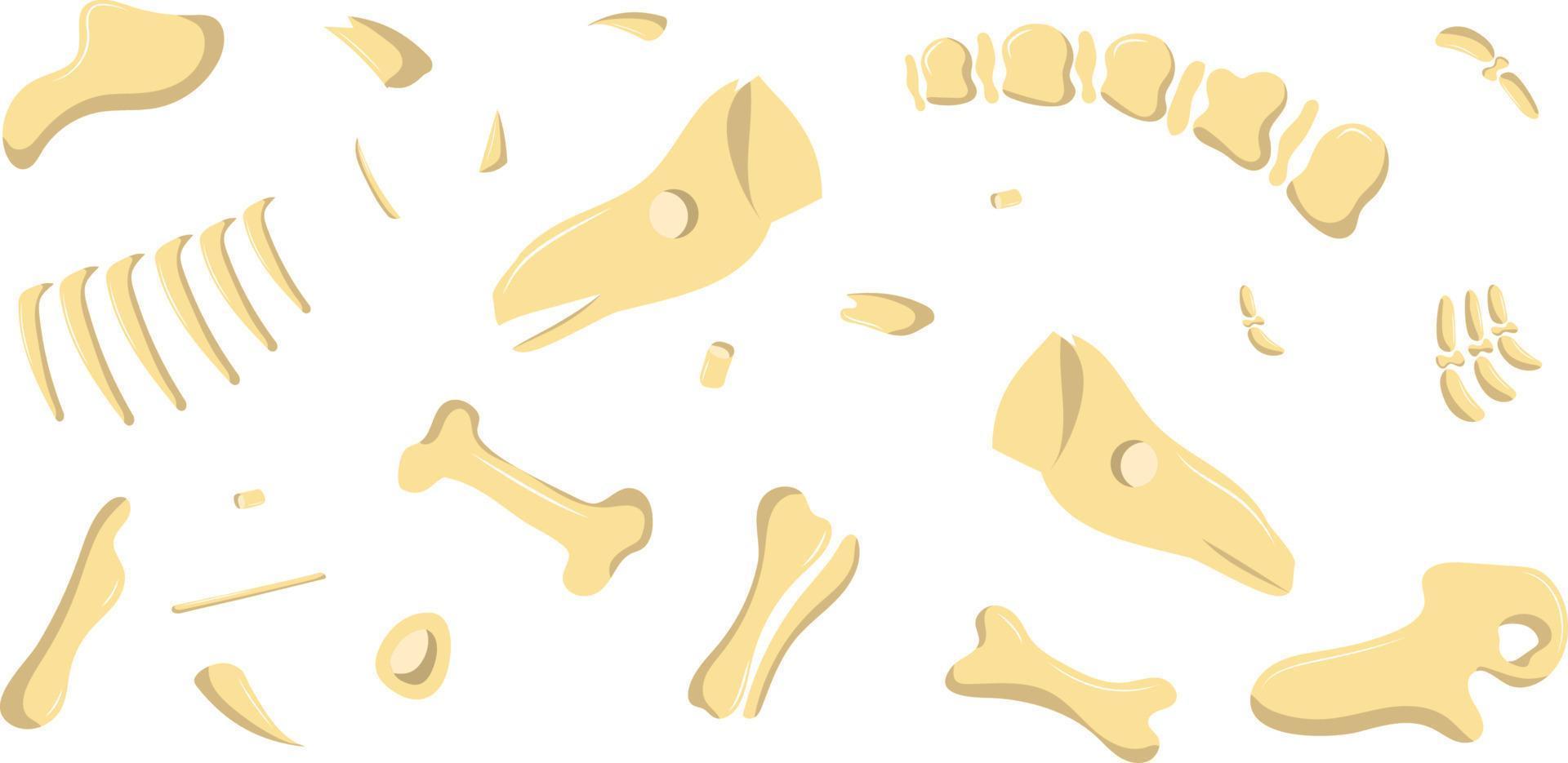 ossos de dinossauro são divididos em partes vetor