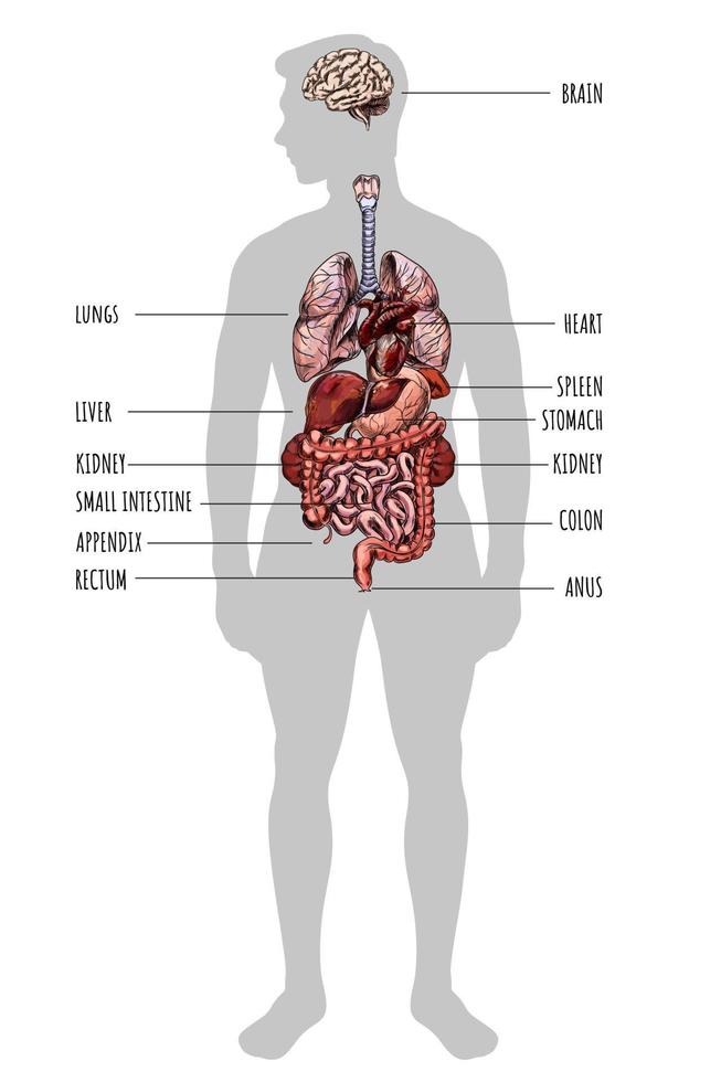 silhueta humana com órgãos de cor dentro, ilustração vetorial desenhada à mão vetor