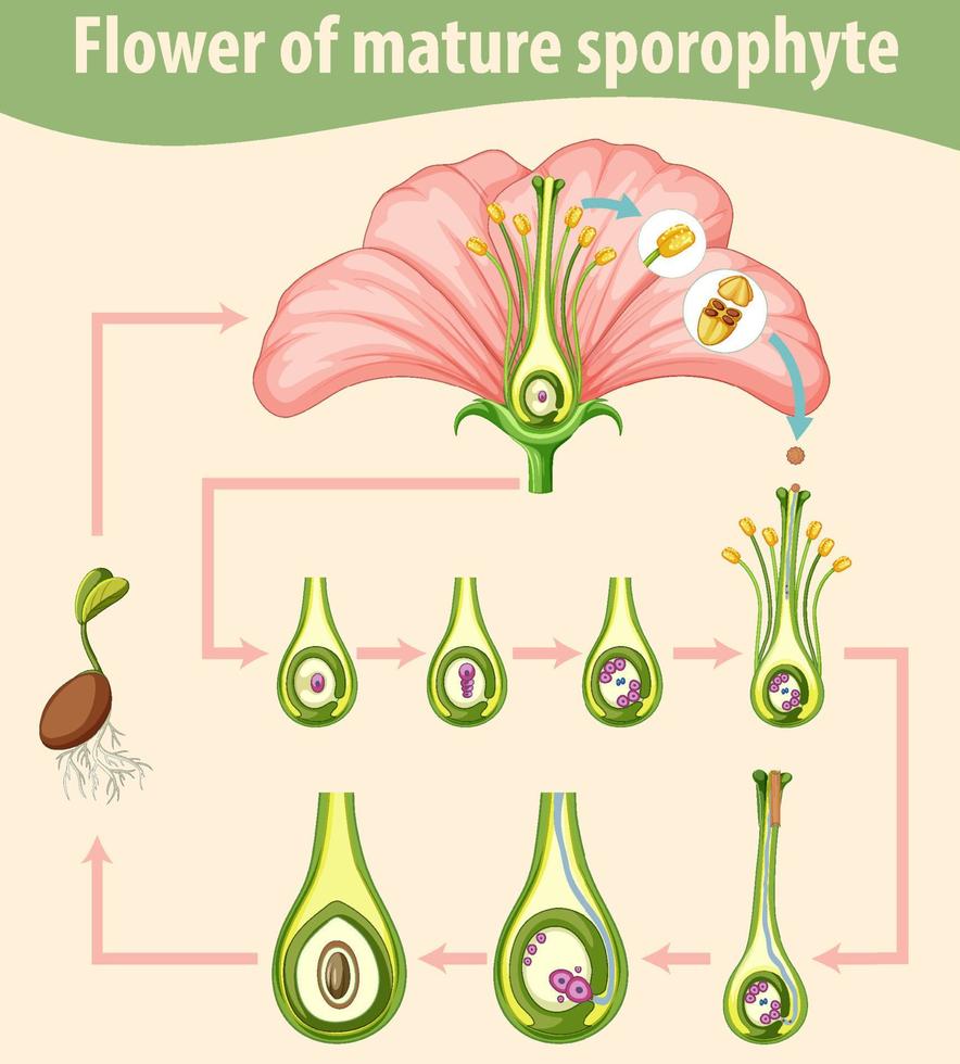 diagrama mostrando flor de esporófito maduro vetor