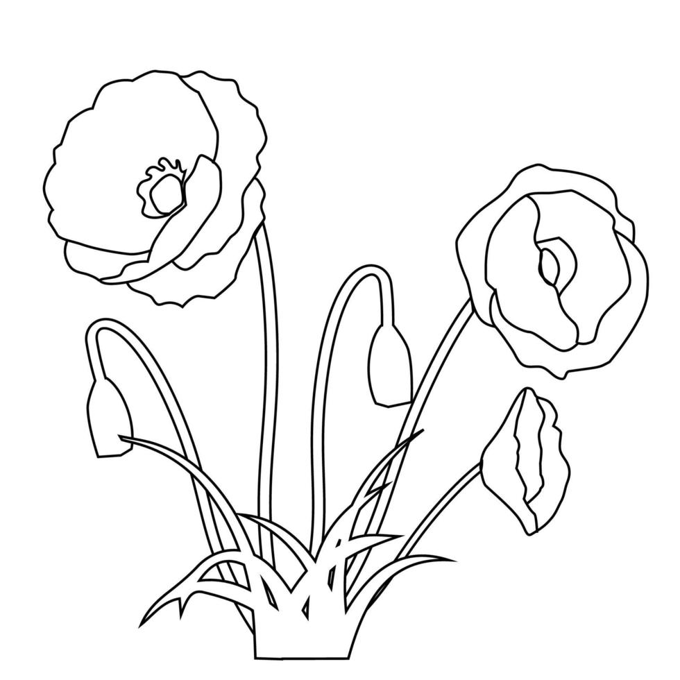 imagens de papoilas e ervas floridas. ilustração de linhas finas no minimalismo vetor