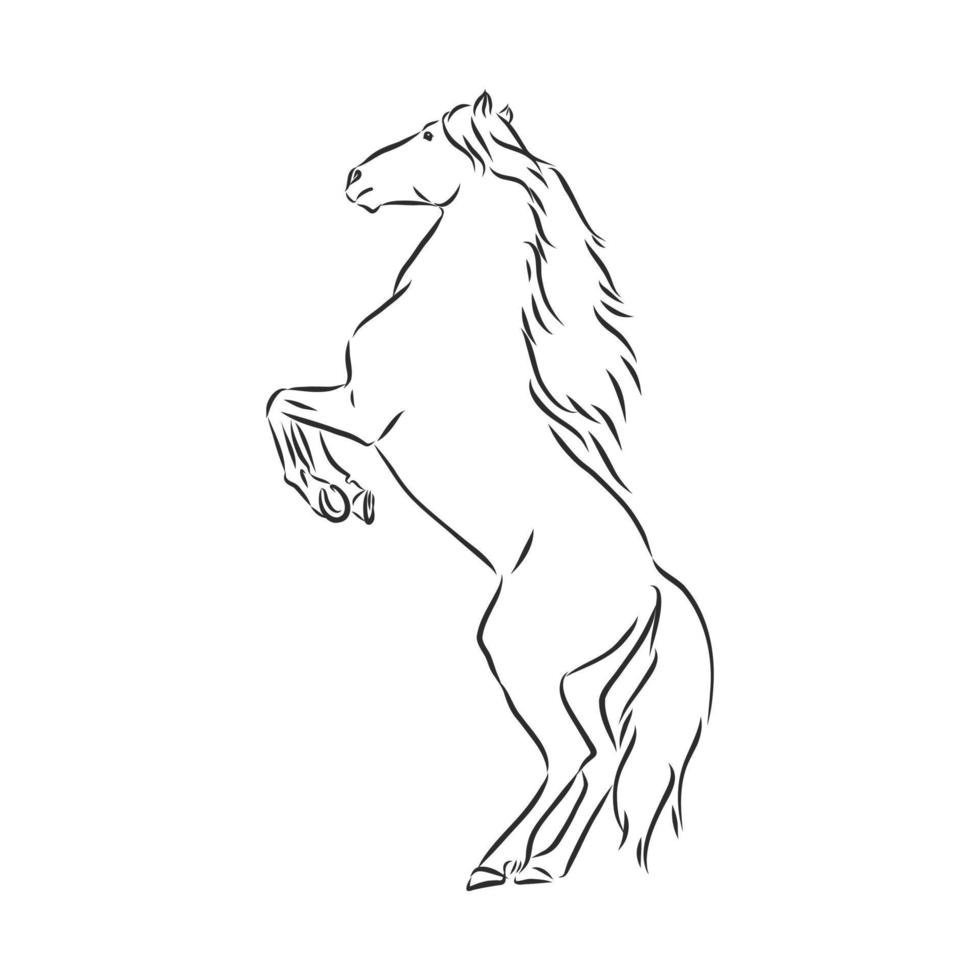 desenho vetorial de cavalo vetor