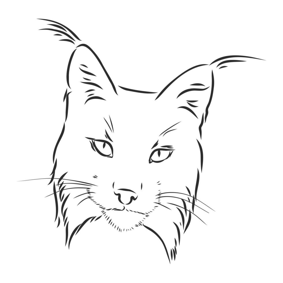 desenho vetorial de lince vetor