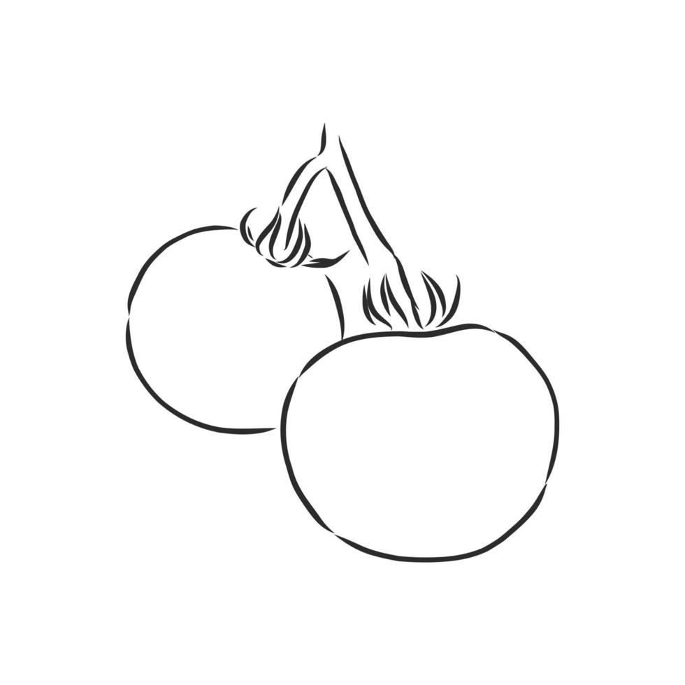 desenho vetorial de tomate vetor
