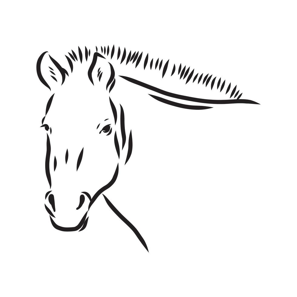 desenho vetorial de cavalo de przewalski vetor