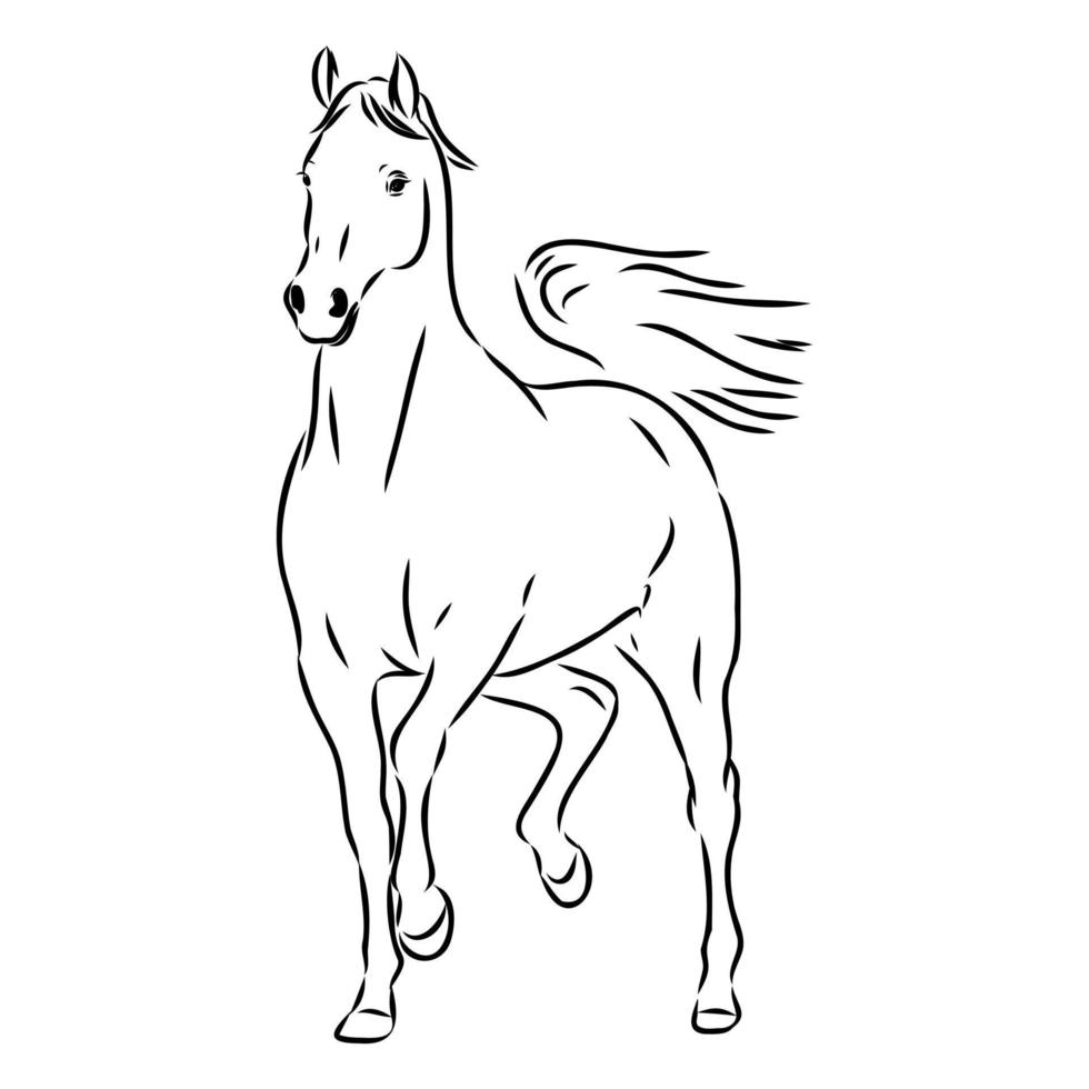 desenho vetorial de cavalo árabe vetor