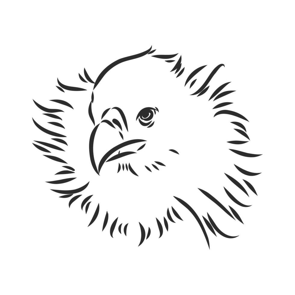 desenho vetorial de abutre vetor