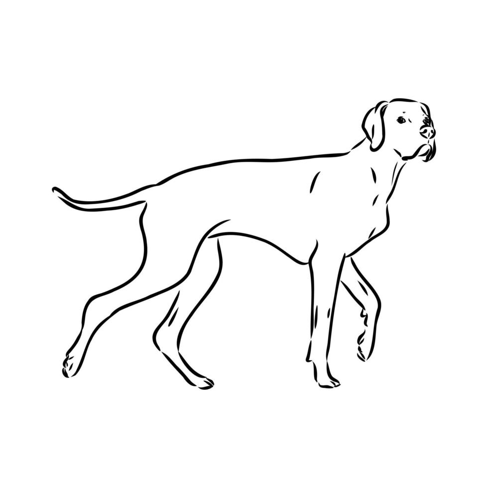 desenho vetorial de cão de ponteiro vetor