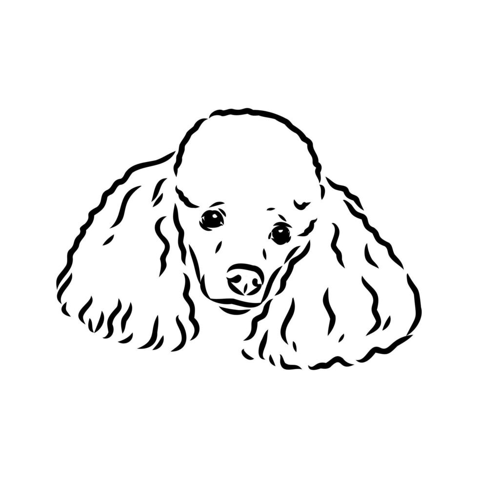 desenho vetorial de cachorro poodle vetor