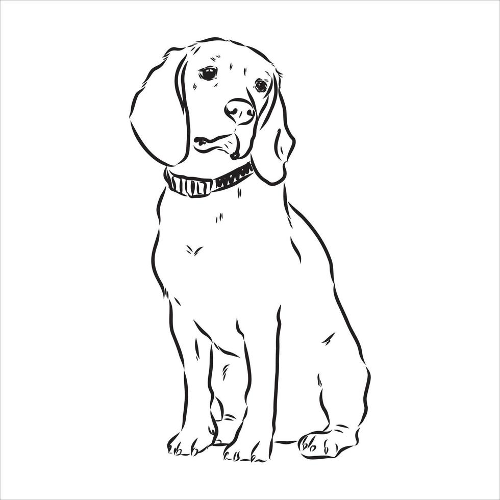 desenho vetorial de cachorro beagle vetor