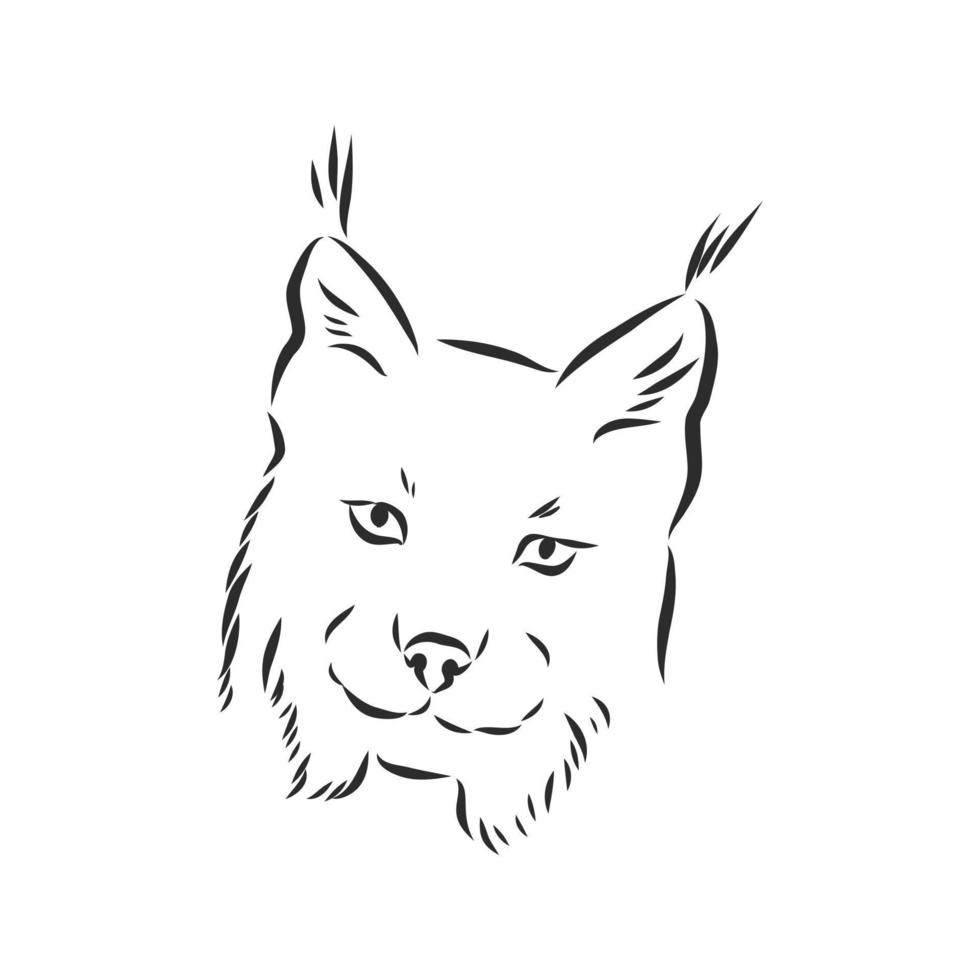 desenho vetorial de lince vetor