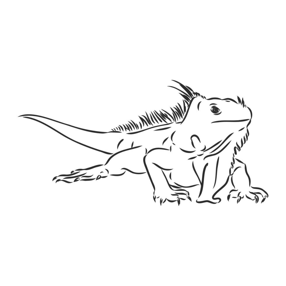 desenho vetorial de iguana vetor