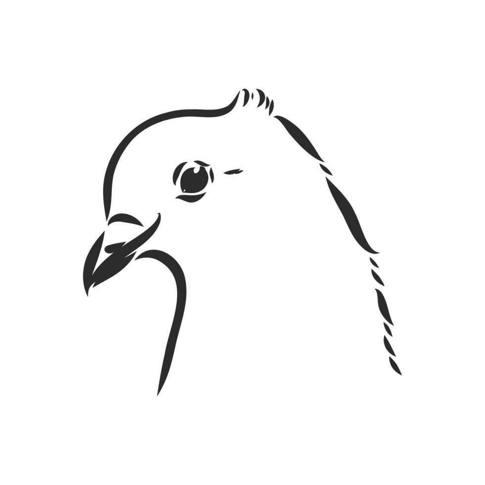 desenho vetorial de pombo de raça pura vetor