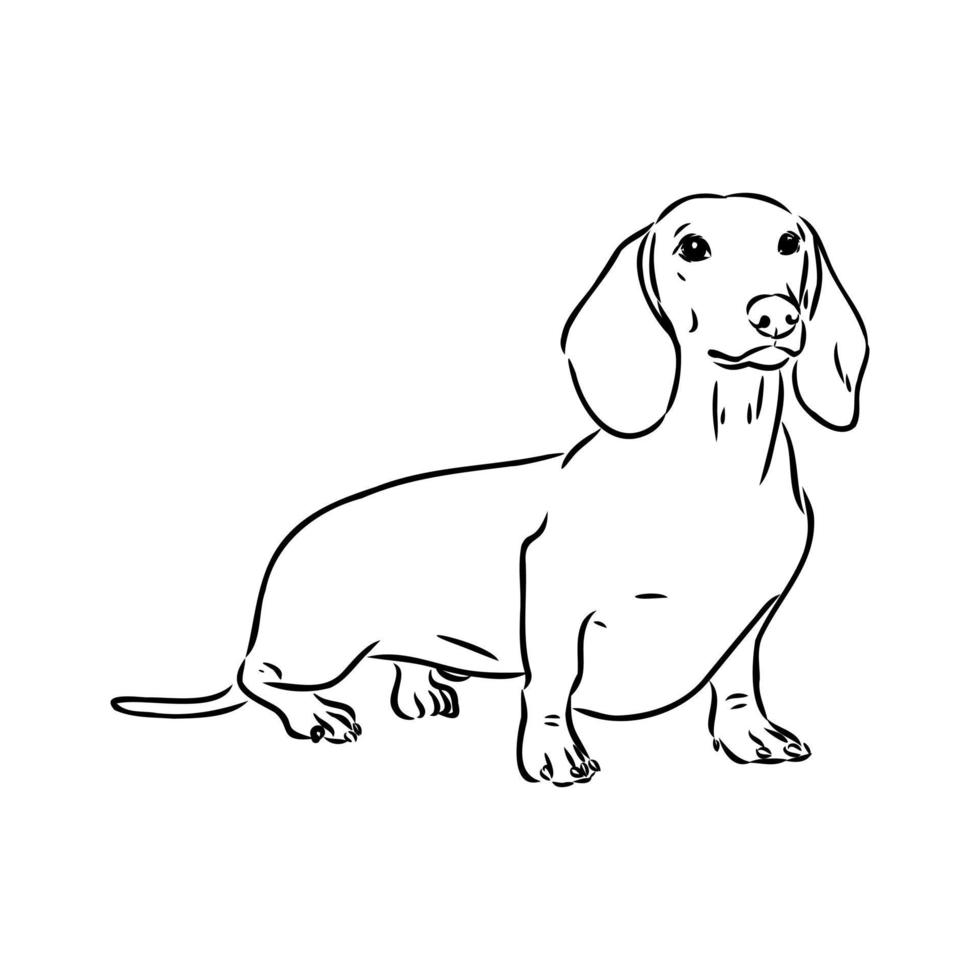 desenho vetorial de dachshund vetor