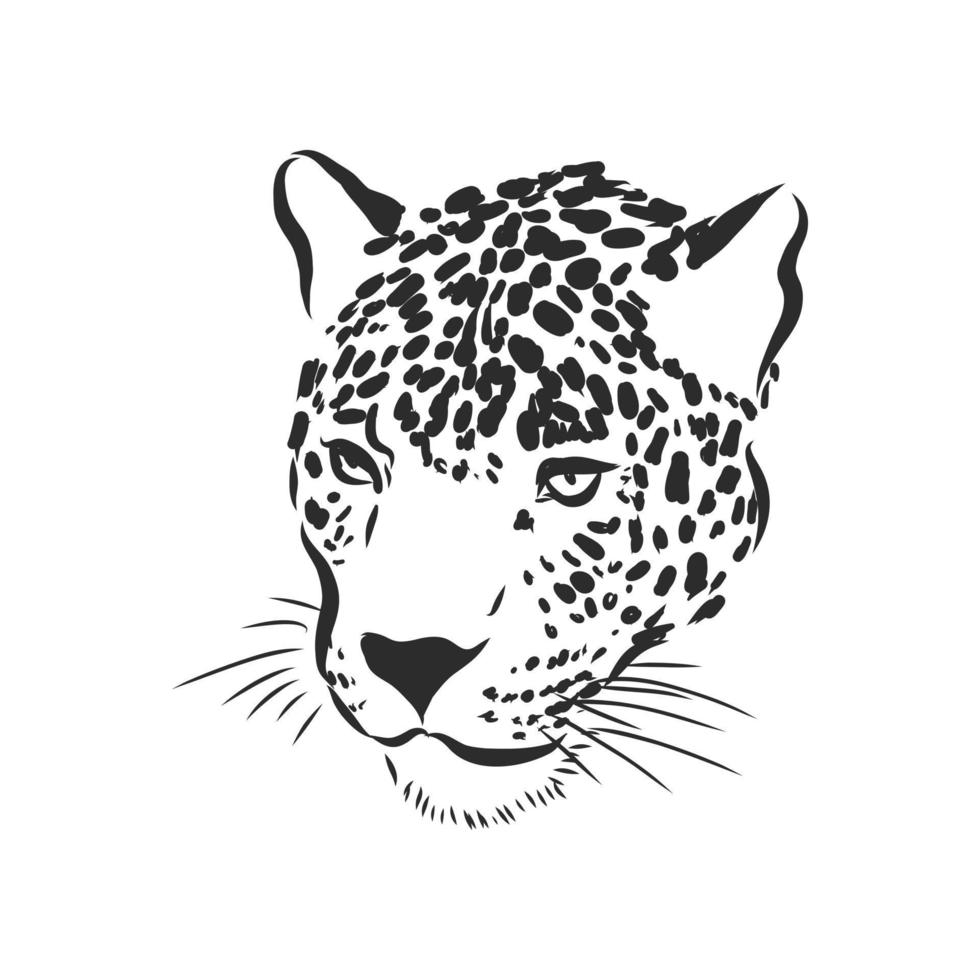 desenho vetorial de leopardo vetor