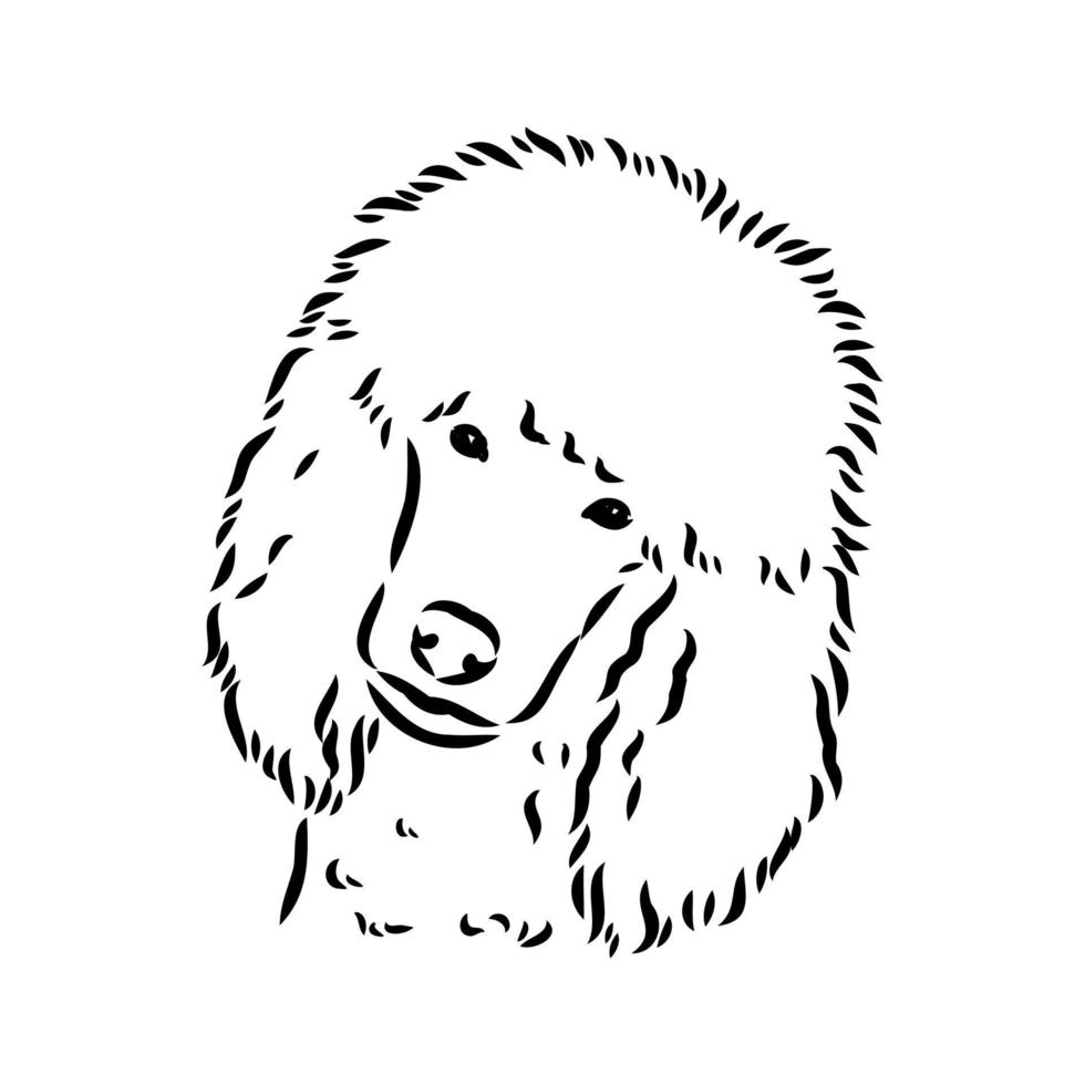 desenho vetorial de cachorro poodle vetor