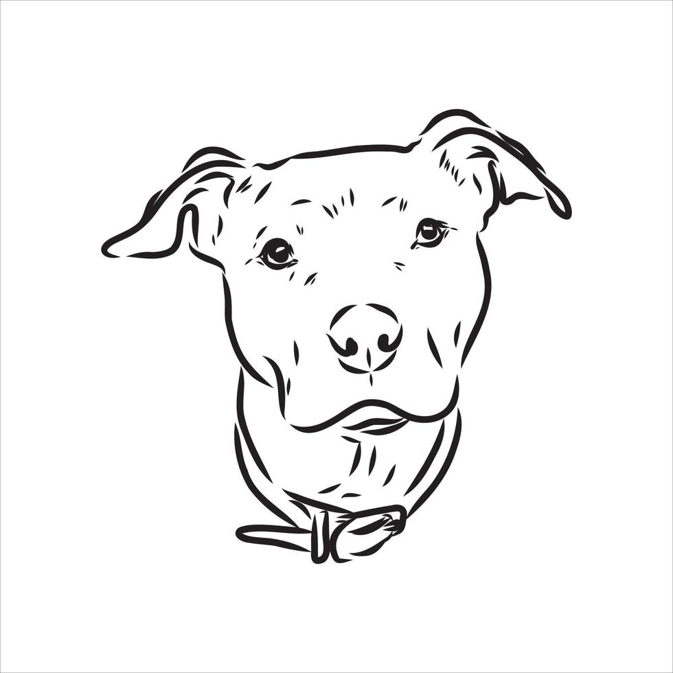 desenho vetorial de pit bull terrier vetor