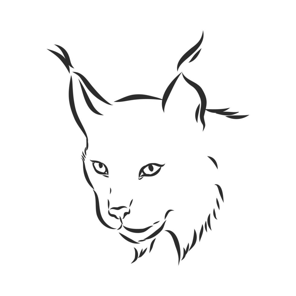 desenho vetorial de lince vetor