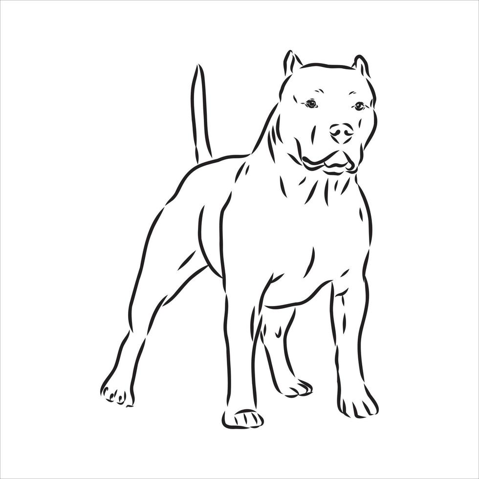 desenho vetorial de pit bull terrier vetor
