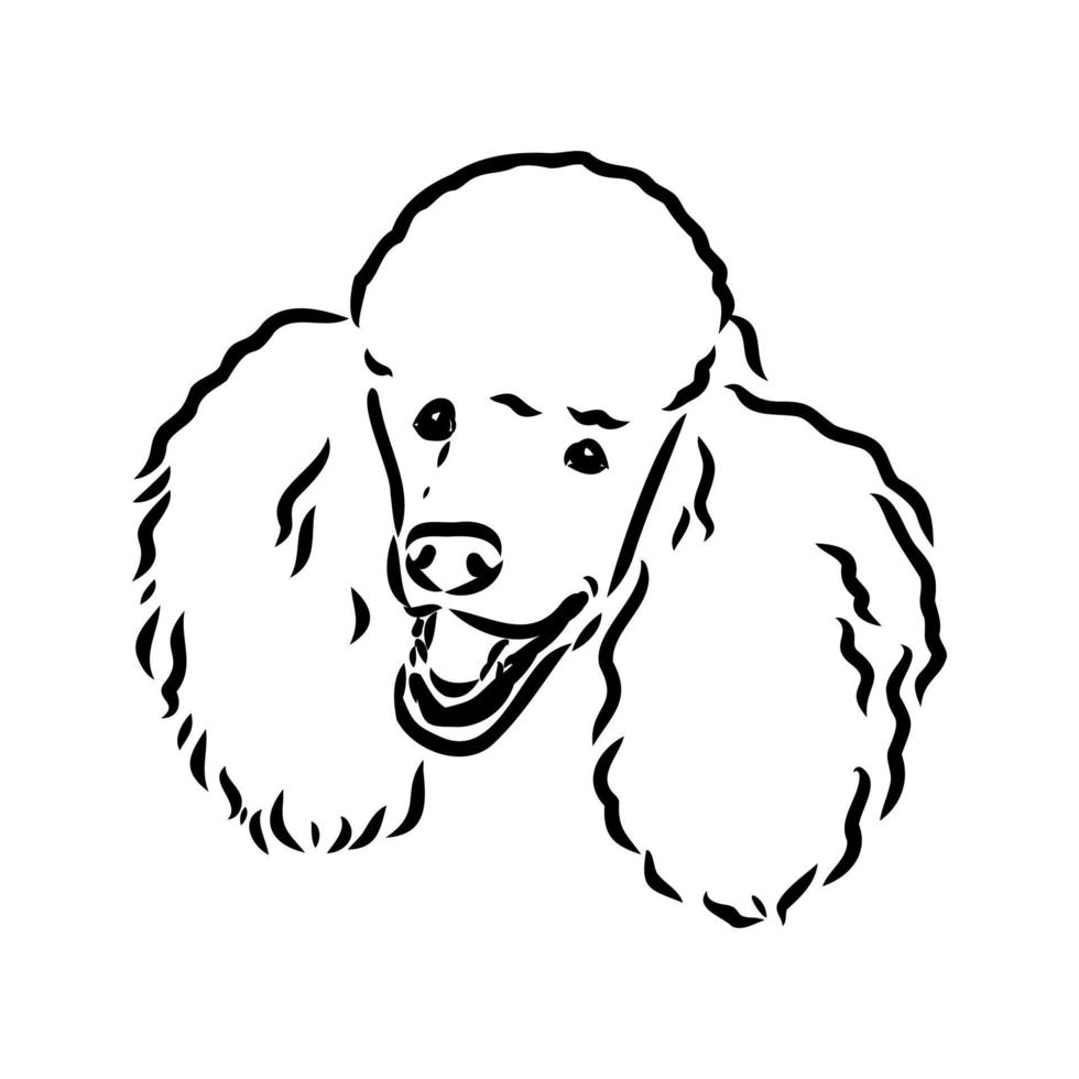 desenho vetorial de cachorro poodle vetor