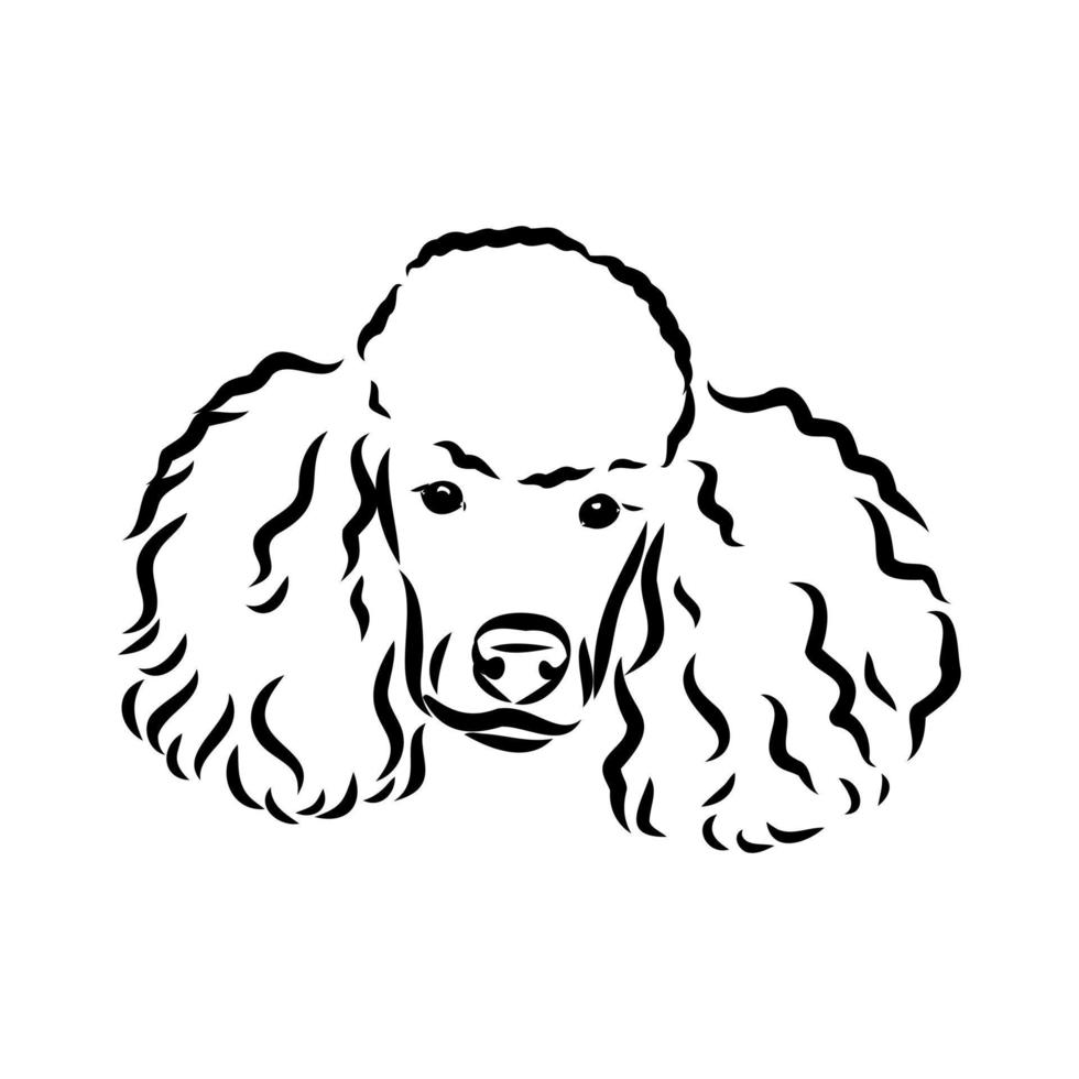 desenho vetorial de cachorro poodle vetor