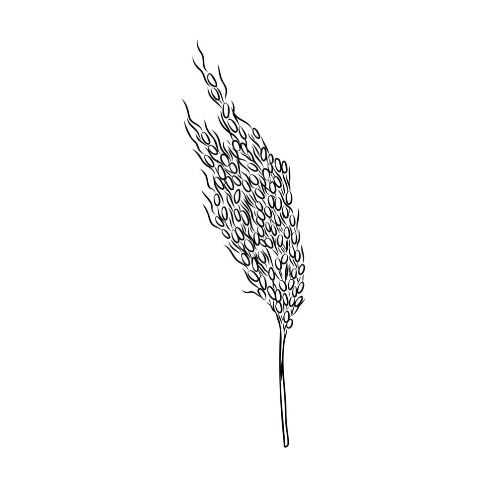 desenho vetorial de planta de arroz vetor