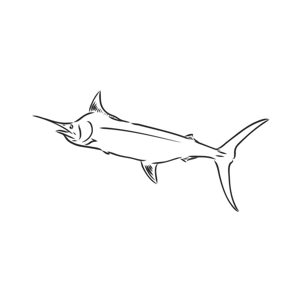 desenho vetorial de peixe marlin vetor