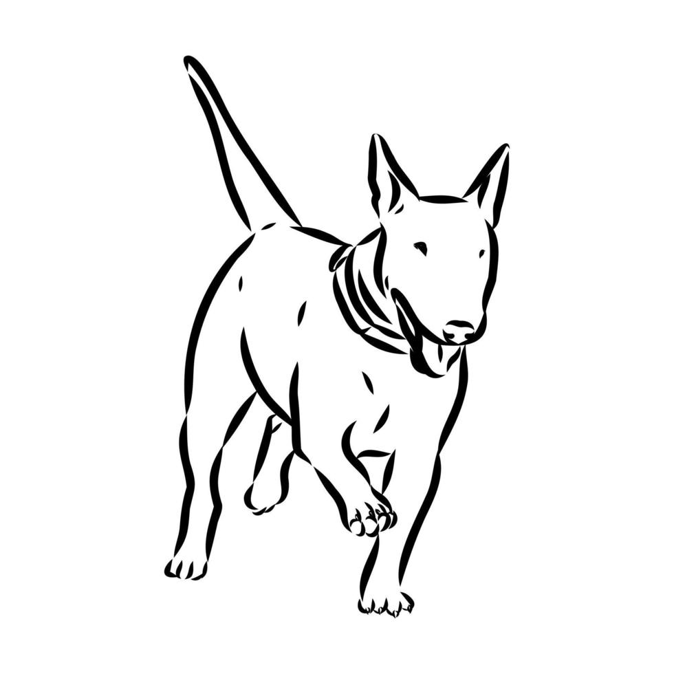 desenho vetorial de bull terrier vetor