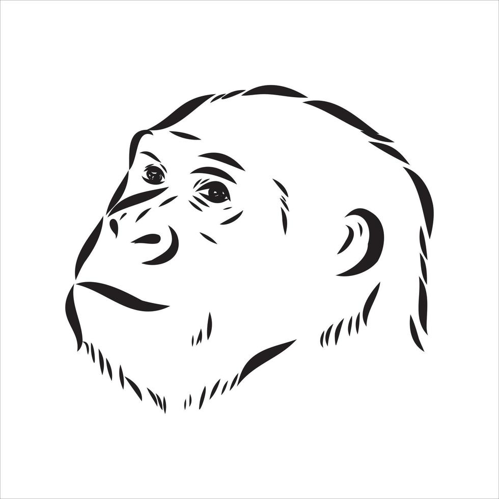 desenho vetorial de chimpanzé vetor