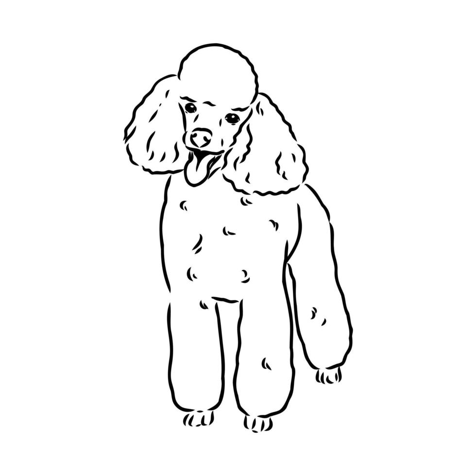 desenho vetorial de cachorro poodle vetor