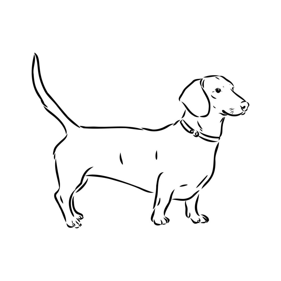 desenho vetorial de dachshund vetor