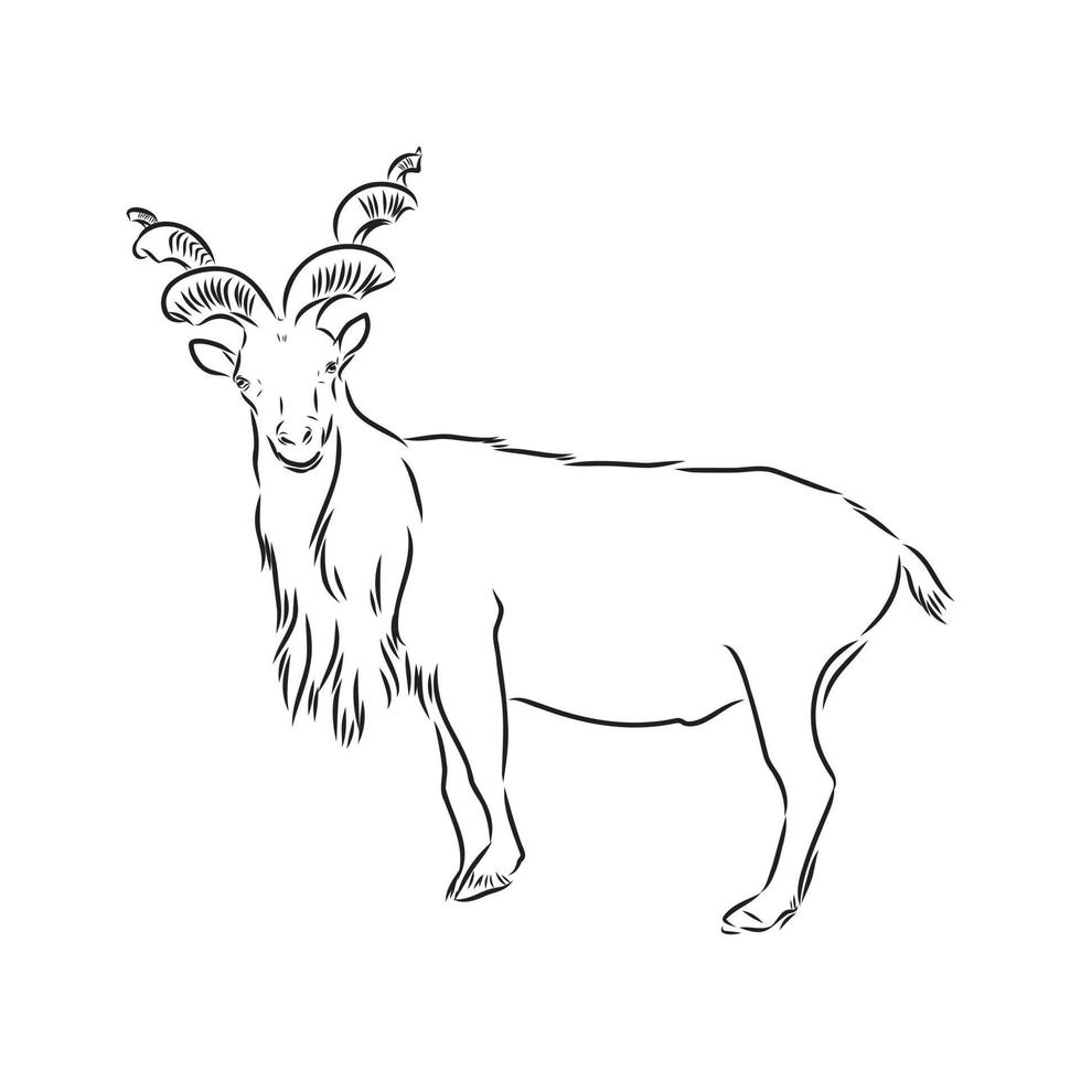 desenho vetorial de cabra da montanha vetor