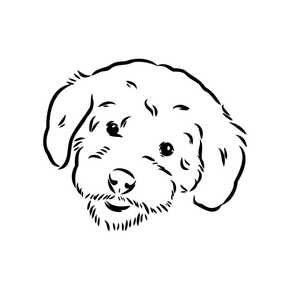 desenho vetorial de poodle australiano vetor