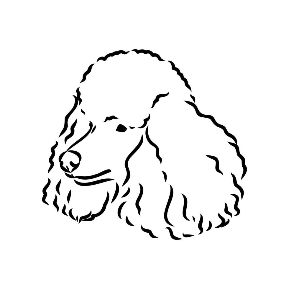 desenho vetorial de cachorro poodle vetor