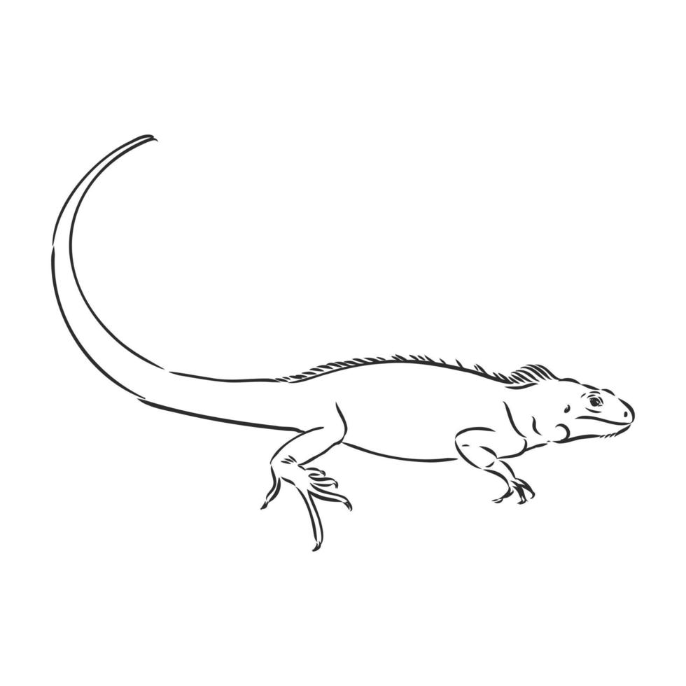 desenho vetorial de iguana vetor