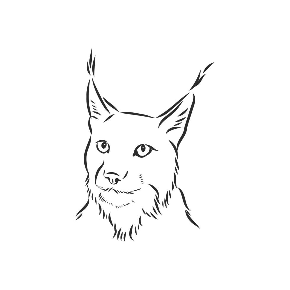 desenho vetorial de lince vetor