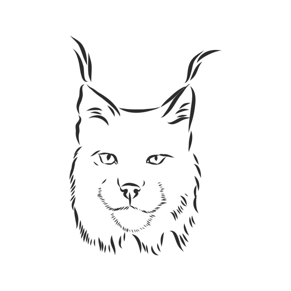 desenho vetorial de lince vetor