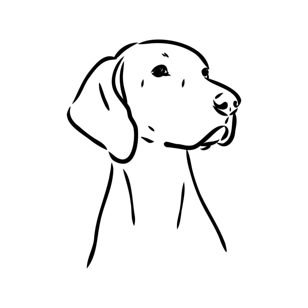 desenho vetorial de cão de ponteiro vetor