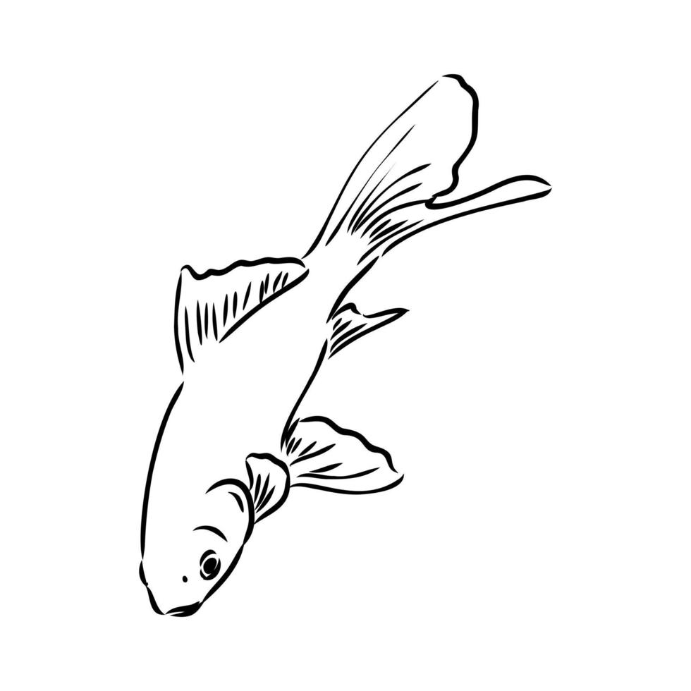 desenho vetorial de peixes de aquário vetor